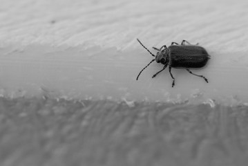Blue beetle in motion