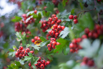 Red hawthorn on a bush. Beautiful berry background. The summer atmosphere is created by green plants.
