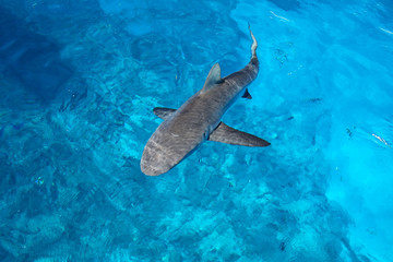 Fototapeta premium Grey shark swimming in clear water near Gece Island, Ouvea lagoon, Loyalty Islands, New Caledonia.