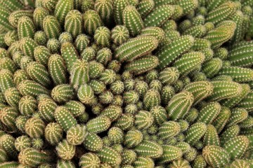 A lot of green cacti of different sizes, top view.