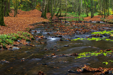 woods in autumn, river at long exposure