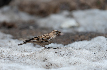 Bird feeding in Snow at Zero Point,Sikkim,India