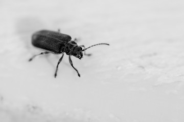 Blue beetle in motion