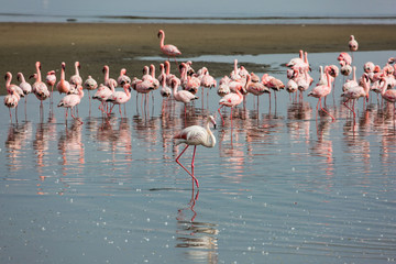 White and pink flamingos