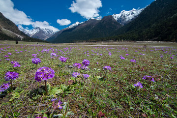 Wild Flowering seen at Yumthang Vally,Sikkim,India