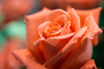 Macro pretty oldrose rose flower with water drops.