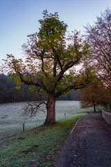 trees in the park in autumn