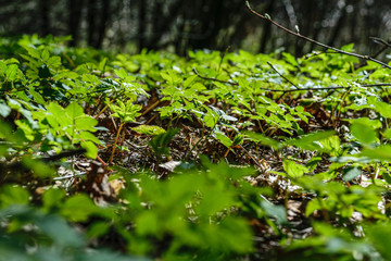 green grass foliage textures in nature