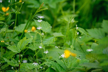 green grass foliage textures in nature