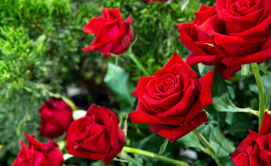 Closeup lovely fresh red roses with green leaves and blurred background.