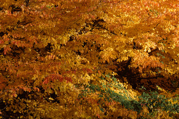 Herbst im Rotbuchenwald