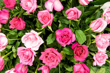 Closeup top view pretty sweet pink roses with green leaves background.