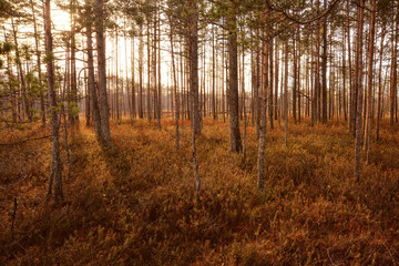 Obraz premium Magic autumn forest landscape. Beautiful trees