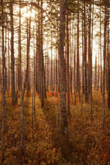 Idyllic autumn forest landscape. Beautiful trees