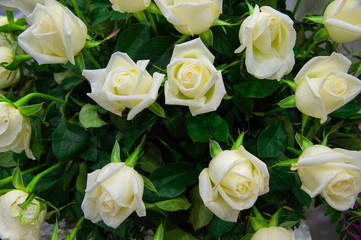 Closeup top view beautiful white roses with green leaves background.