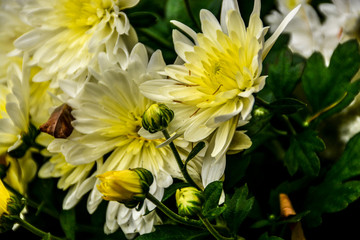 Fototapeta premium Beautiful autumn chrysanthemum flowers. Park, nature.