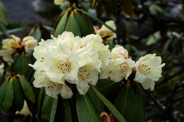 Obraz na płótnie Canvas Rhododendron Flowering seen at Yumthang Vally,Sikkim,India