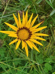 yellow flower on green background of grass