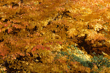 Herbst im Rotbuchenwald