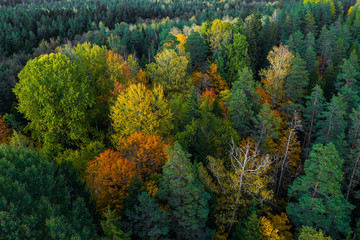 Fototapeta premium Latvian autumn nature. Forest and road. View from the top.