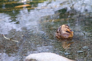 Detail of Duck on lake in autumn