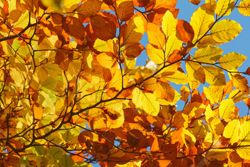 Herbst im Rotbuchenwald