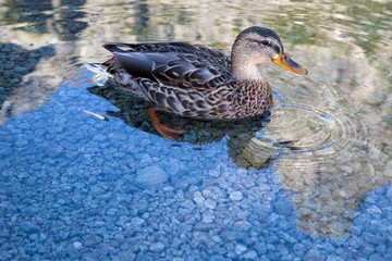 Detail of Duck on lake in autumn