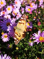 butterfly on flower