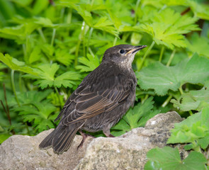Closeup of a common starling
