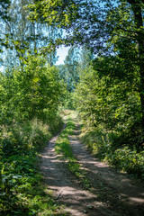 small narrow trail in the woods