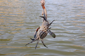 crab on a hook