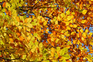 Herbst im Rotbuchenwald
