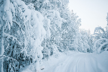 Beautiful fabulous winter landscape: the road going through the forest, everything is covered with snow.