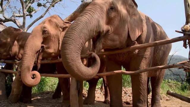 Elephant Sanctuary near Chiang Mai in Northern Thailand