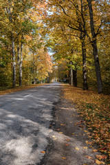 Fototapeta na wymiar golden yellow autumn road in sunny day