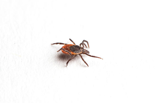 Wood tick, Ixodes ricinus, specimen - angled side view, isolated on white