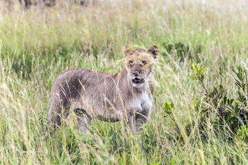  Lion cub