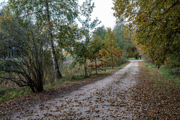 golden yellow autumn road in sunny day