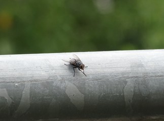 Housefly Musca domestica spotted on a handrail