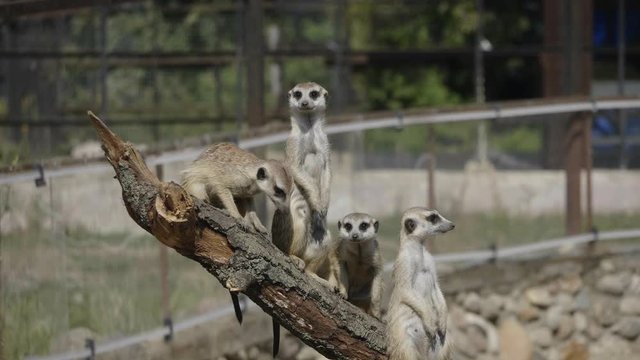 Meerkat or suricate is a small carnivoran belonging to the mongoose family.