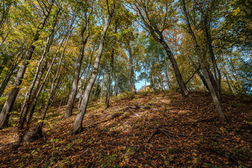 Fototapeta premium golden yellow autumn road in sunny day
