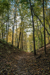 golden yellow autumn road in sunny day