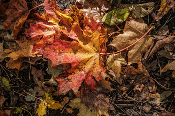 autumn pattern. abstract with green tree leaves