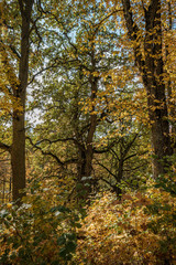 golden yellow colored tree leaves inn the park