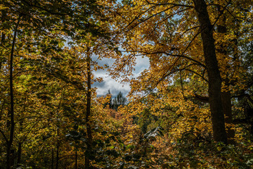 golden yellow colored tree leaves inn the park