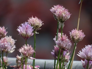 Some Allium schoenoprasum blossoms in the sunshine