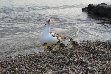 duck with ducklings on the beach