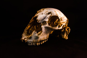 prominent sheep's skull