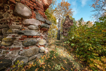 golden yellow colored tree leaves inn the park