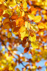 Fototapeta na wymiar Herbst im Rotbuchenwald